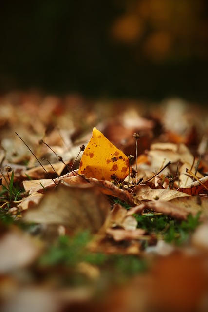 维蒂尼亚：谁不想拿欧冠冠军？有时候真得看运气